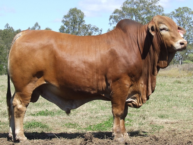 Bryvonlea Oriental Prince